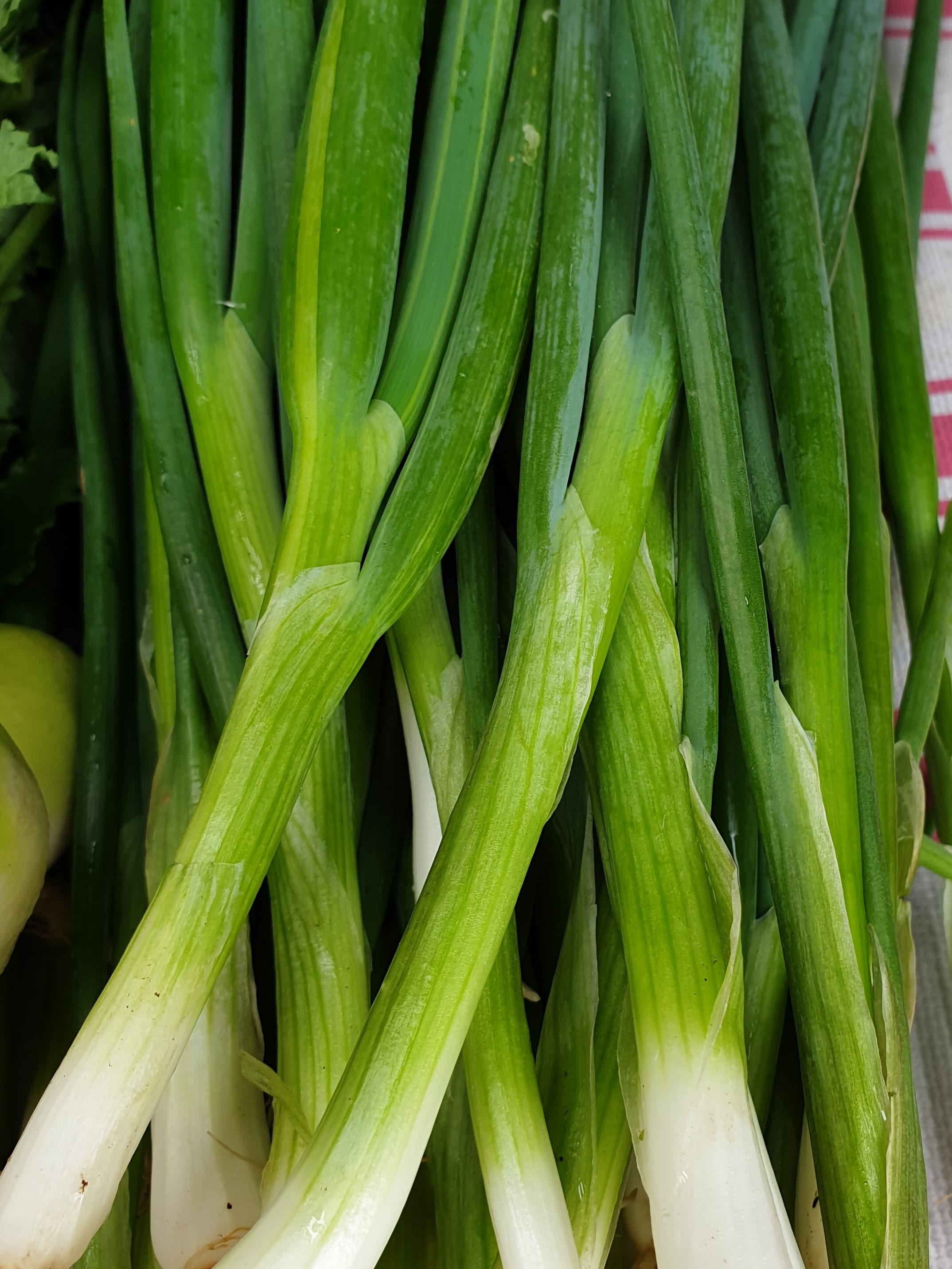 Japanese Bunching Onions (spring Onion) – Seannua Farm