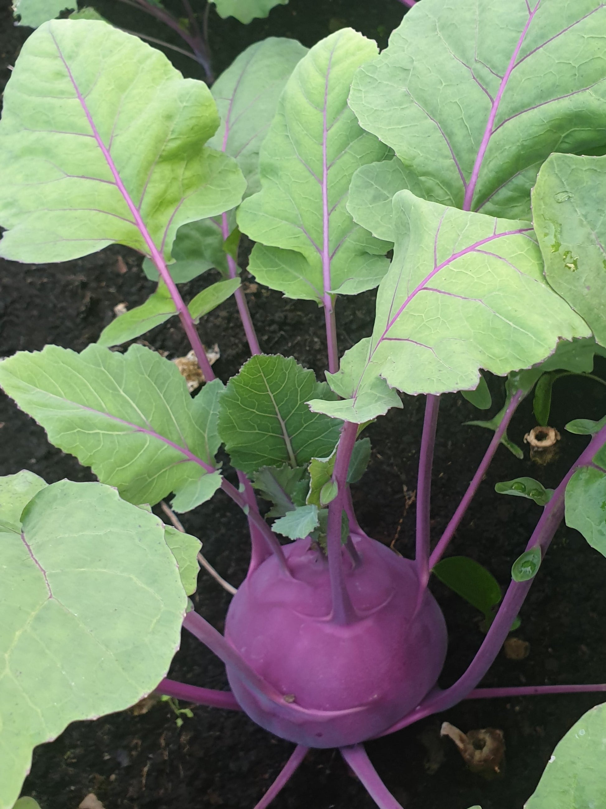 Kohlrabi or German Turnip from Sean Nua Farm, County Cavan