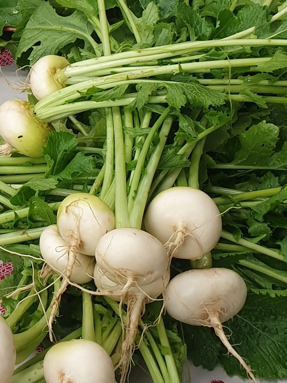 Salad Turnips from Sean Nua Farm, County Cavan